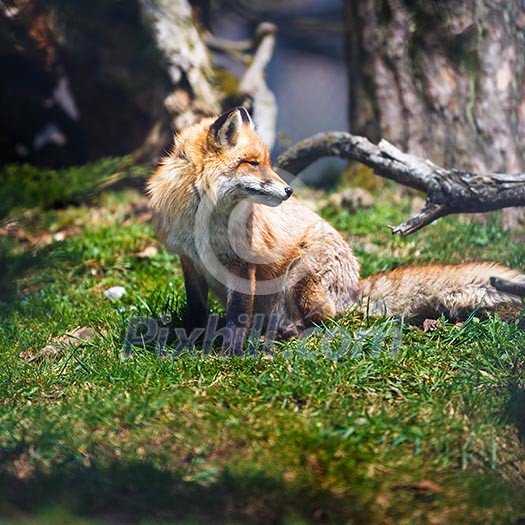 Red Fox (Vulpes vulpes)