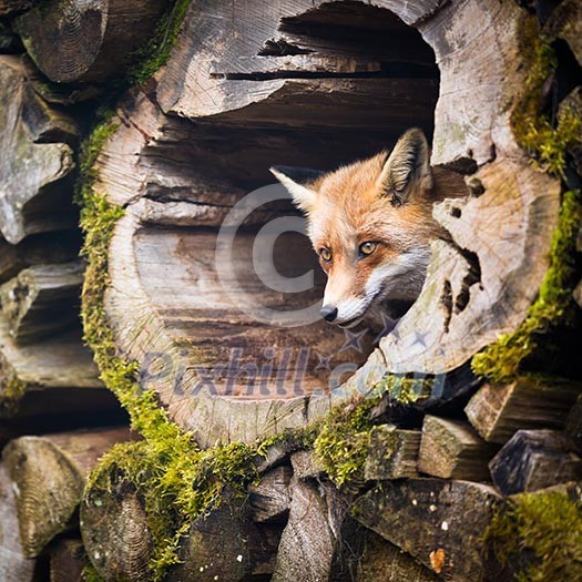 Red Fox (Vulpes vulpes) Red Fox (Vulpes vulpes)
