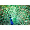 Splendid peacock with feathers out (Pavo cristatus) (shallow DOF; color toned image)