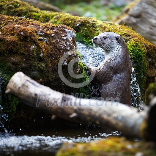 Eurasian otter (Lutra lutra) Eurasian otter (Lutra lutra)