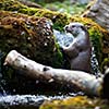 Eurasian otter (Lutra lutra)