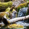 Eurasian otter (Lutra lutra)