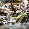 Eurasian otter (Lutra lutra)