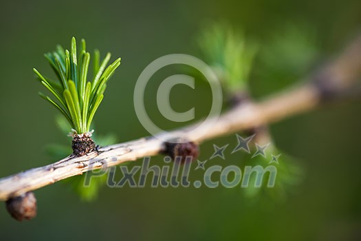 Relaxing larch greenery: closeup of European larch (Larix decidua) foliage with cones (selective focus)