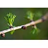 Relaxing larch greenery: closeup of European larch (Larix decidua) foliage with cones (selective focus)