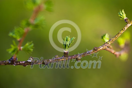Relaxing larch greenery: closeup of European larch (Larix decidua) foliage with cones (selective focus) Relaxing larch greenery: closeup of European larch (Larix decidua) foliage with cones (selective focus)