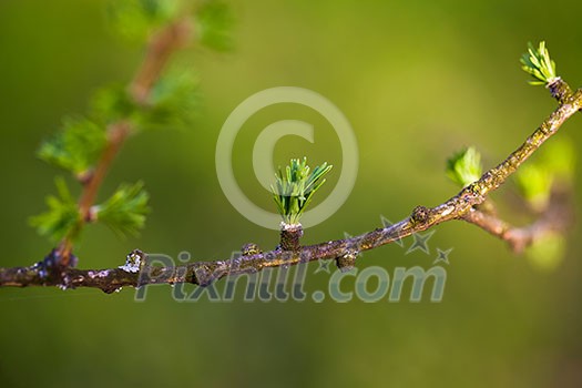 Relaxing larch greenery: closeup of European larch (Larix decidua) foliage with cones (selective focus)