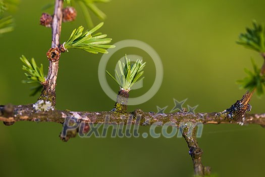 Relaxing larch greenery: closeup of European larch (Larix decidua) foliage with cones (selective focus)