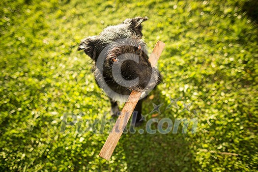 Cute dog playing with a piece of wood in lovely late afternoon sunshine show with shallow DOF Cute dog playing with a piece of wood in lovely late afternoon sunshine show with shallow DOF