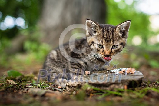 Cute little hungry kitten