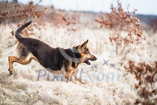 Splendid German Shepherd dog running outdoors