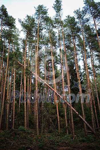 Forest with fallen trees in the wake of a strong storm