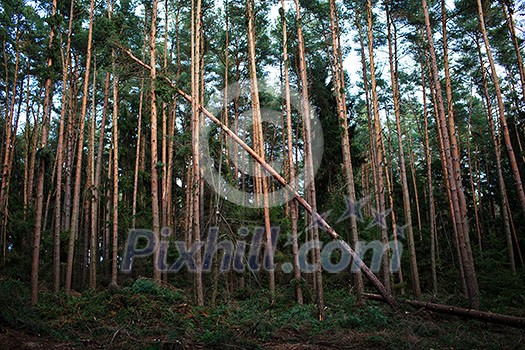 Forest with fallen trees in the wake of a strong storm