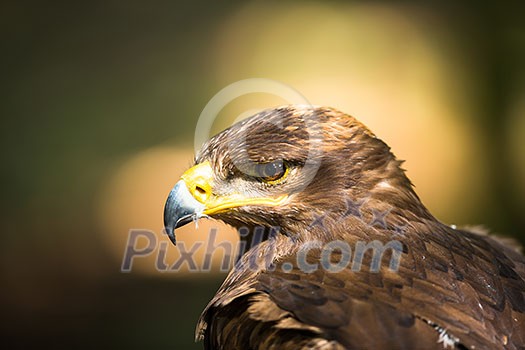 Steppe eagle - close-up portrait of this majestic bird of prey Steppe eagle - close-up portrait of this majestic bird of prey