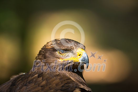 Steppe eagle - close-up portrait of this majestic bird of prey