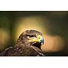 Steppe eagle - close-up portrait of this majestic bird of prey