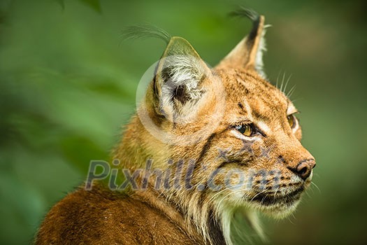 Eurasian Lynx (Lynx lynx) Eurasian Lynx (Lynx lynx)