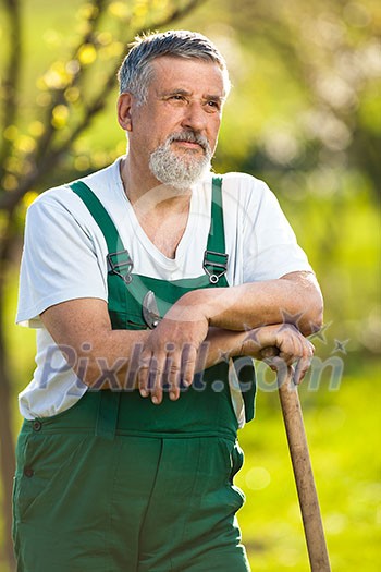 Portrait of a senior gardener in his garden/orchard (color toned image)