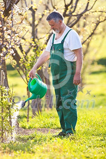 portrait of a senior gardener in his garden/orchard (color toned image)