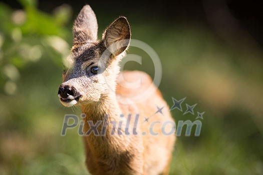 Young Roebuck (capreolus capreolus) Young Roebuck (capreolus capreolus)
