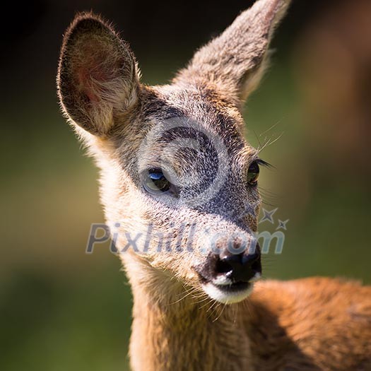 Young Roebuck (capreolus capreolus) Young Roebuck (capreolus capreolus)