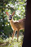 Young Roebuck (capreolus capreolus)