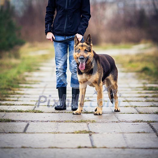 Master and her obedient (German shepherd) dog Master and her obedient (German shepherd) dog