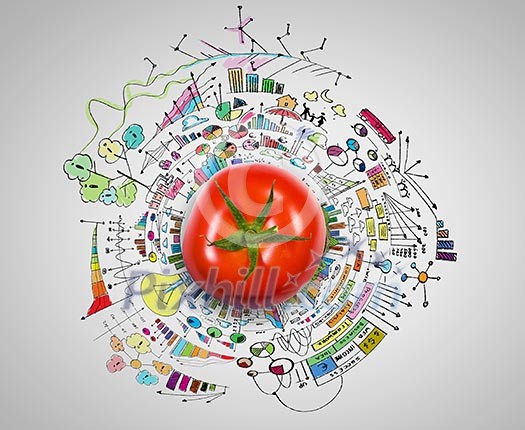 Tomato against white background with business sketches Tomato against white background with business sketches