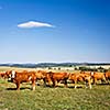 Cows grazing on a lovely green pasture