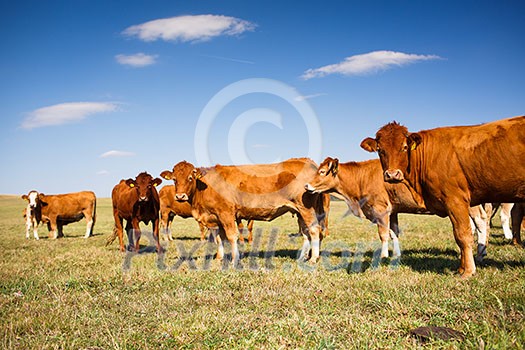 Cows grazing on a lovely green pasture Cows grazing on a lovely green pasture