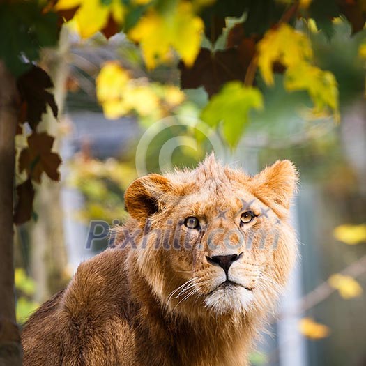 Close-up portrait of a majestic lioness (Panthera Leo) Close-up portrait of a majestic lioness (Panthera Leo)