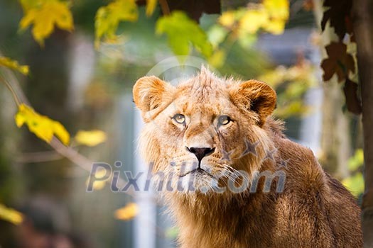 Close-up portrait of a majestic lioness (Panthera Leo) Close-up portrait of a majestic lioness (Panthera Leo)