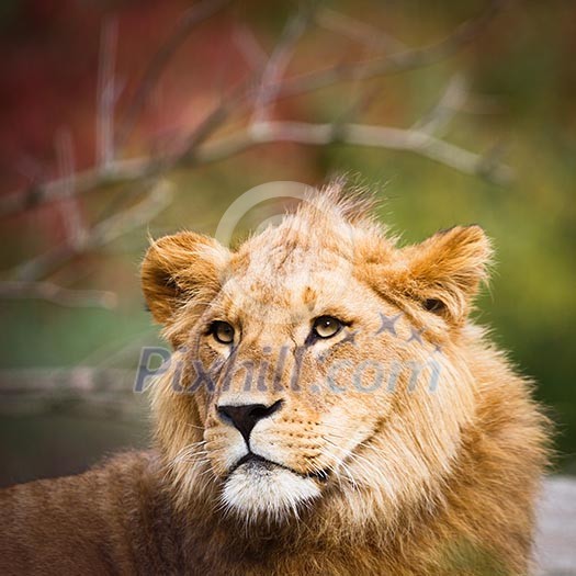 Close-up portrait of a majestic lioness (Panthera Leo) Close-up portrait of a majestic lioness (Panthera Leo)