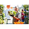 Senior man buying strawberry plants in a gardening centre