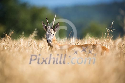Roebuck (capreolus capreolus) Roebuck (capreolus capreolus)