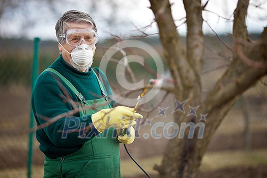 Using chemicals in the garden/orchard: gardener applying an insecticide/a fertilizer to his fruit shrubs, using a sprayer Using chemicals in the garden/orchard: gardener applying an insecticide/a fertilizer to his fruit shrubs, using a sprayer
