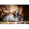 Cute rabbit popping out of a hutch (European Rabbit - Oryctolagus cuniculus)