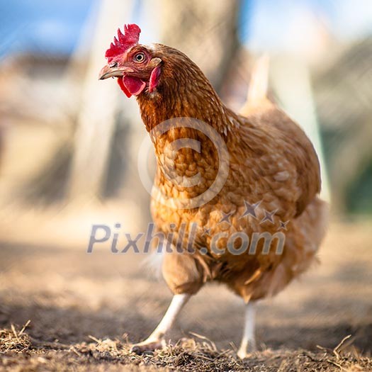 Closeup of a hen in a farmyard (Gallus gallus domesticus)