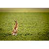 Brown hare (lepus europaeus)