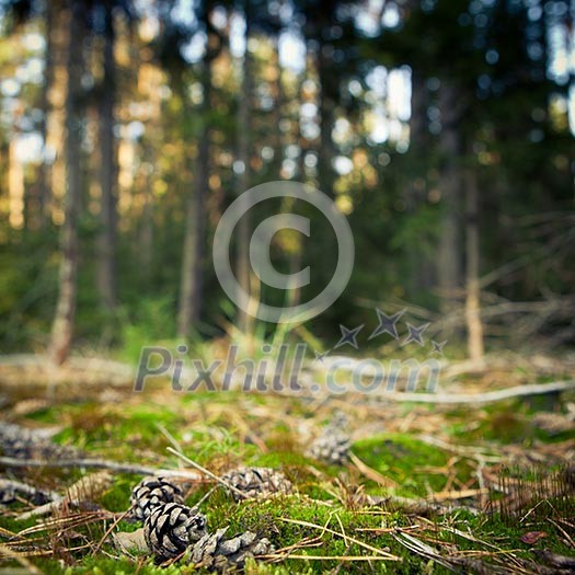 lovely forest scenery - pine tree cones lying in the mossi (shallow DOF; sharp focus on the cone; very high native resolution)
