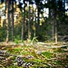 lovely forest scenery - pine tree cones lying in the mossi (shallow DOF; sharp focus on the cone; very high native resolution)