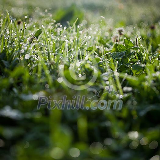 lovely morning dew lovely morning dew