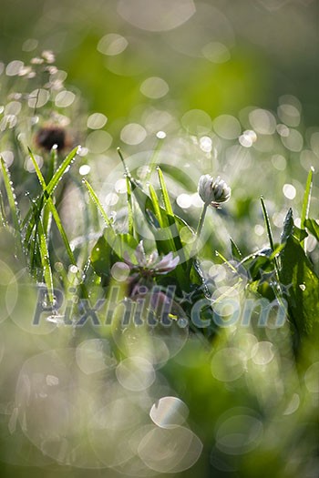 lovely morning dew lovely morning dew