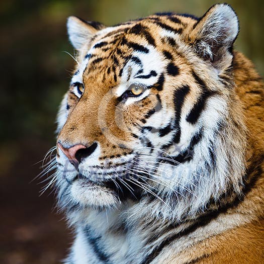 Closeup of a Siberian tiger also know as Amur tiger (Panthera tigris altaica), the largest living cat