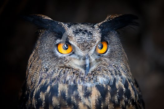 Closeup of a Eurasian Eagle-Owl (Bubo bubo)