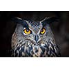 Closeup of a Eurasian Eagle-Owl (Bubo bubo)