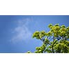 Maple tree, sky and copyspace