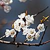 spring - blossoming tree against lovely blue sky