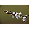 Spring - blossoming apple tree