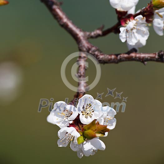 Spring - blossoming apple tree against lovely green background Spring - blossoming apple tree against lovely green background